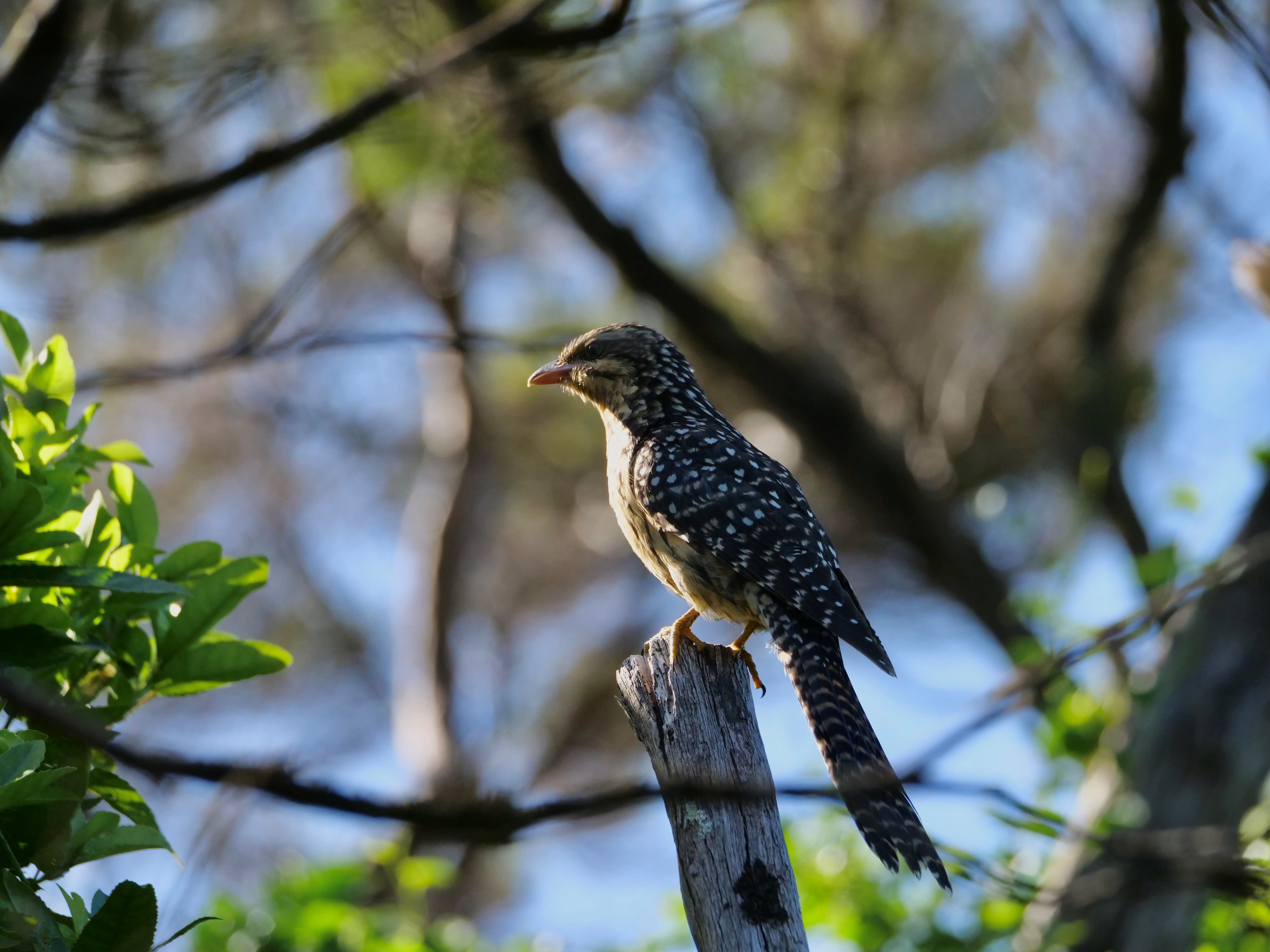 COTW the koekoeā or longtailed cuckoo A Gallery from Afternoons