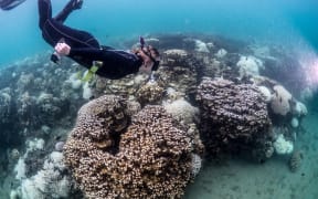 Researcher Rosemary Steinberg examines bleached coral on Lord Howe Is reef.