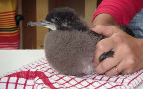 Volunteers to release 100 pakahā chicks at Cape Farewell ecosanctuary