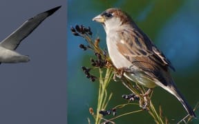 The New Zealand Bird Atlas will map the distribution and abundance of birds as big as the royal albatross and as small as a sparrow.