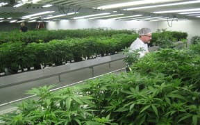 Scientist calls for medicinal marijuana to be grown in NZ.