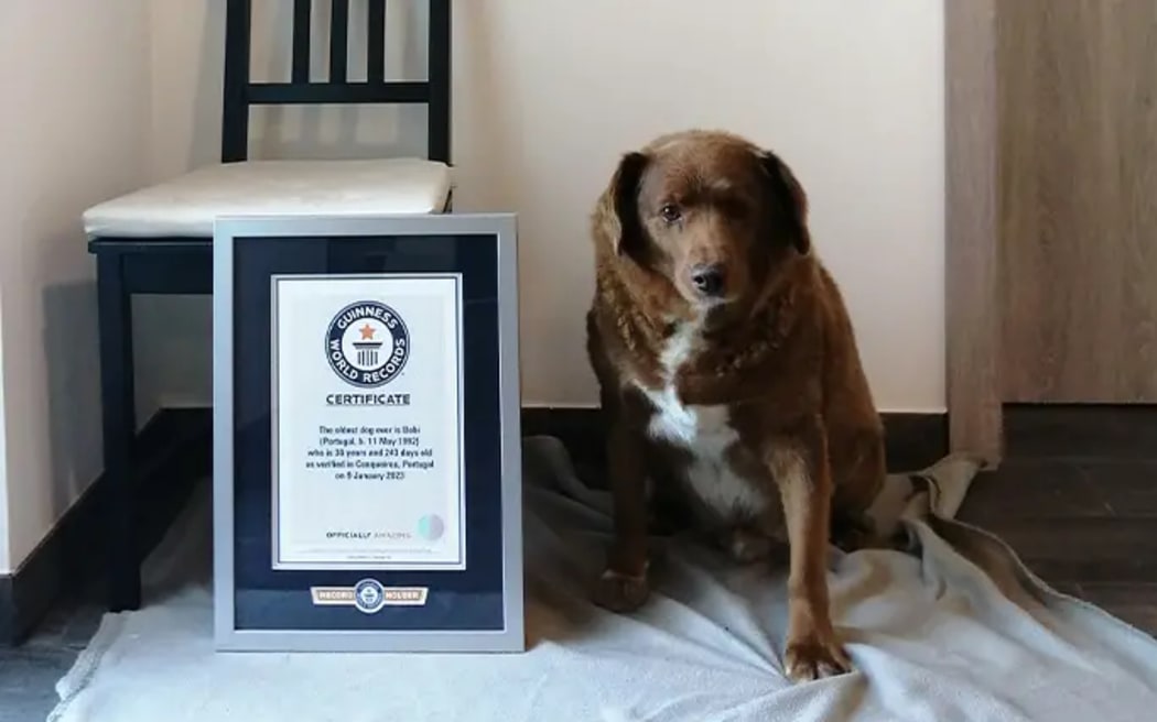 Bobi has beaten the Guinness World Record for oldest dog that has stood for decades.