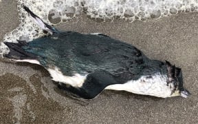 A dead little blue penguin.