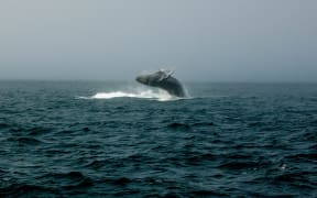 A humpback whale leaps above the ocean.