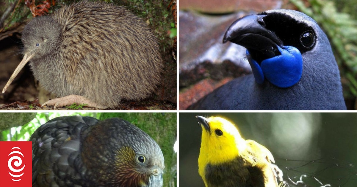 Four out of five NZ bird species in trouble | RNZ News