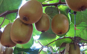 Haywood Kiwifruit