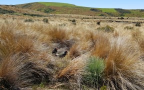 The Burwood Bush Takahē Centre is known to DOC staff as the 'takahē farm': about 20 breeding pairs of birds live in large predator-proof pens filled with red tussock.