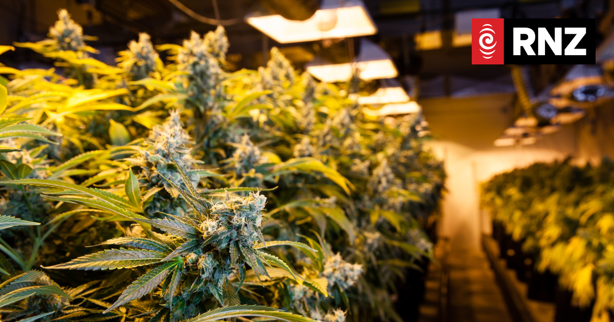 Cannabis and meth cheaper, more cannabis available, drug survey finds - Vimarsana News