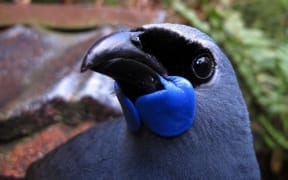 The winner of this year's Bird of the Year competition, the kokako.