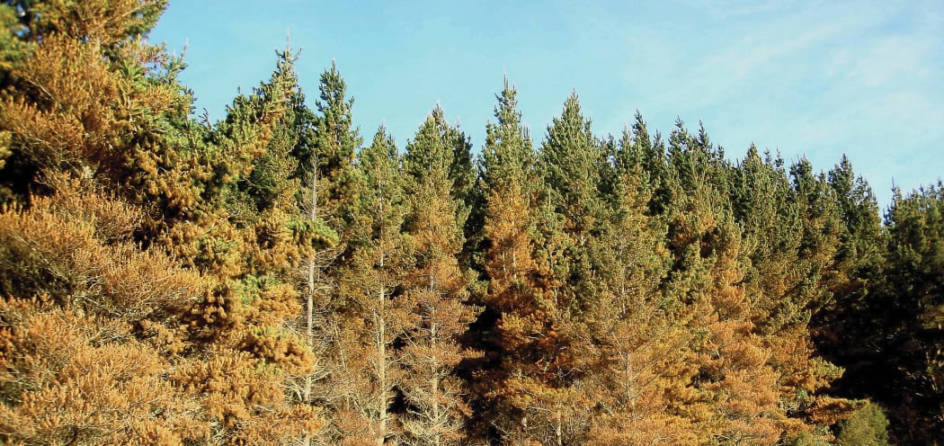 Pine trees affected by red needle cast.