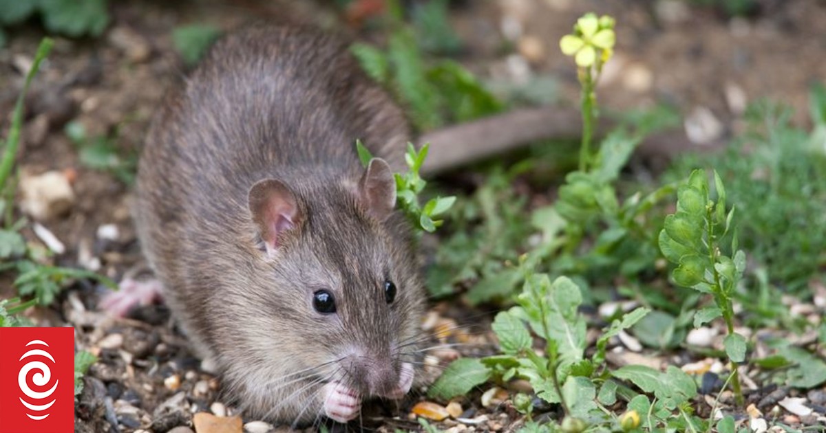 Rat infestation closes American Samoa detention centre | RNZ News
