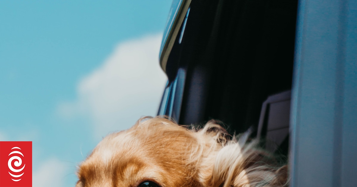 What you need to know before taking your fur baby on holiday - Vimarsana News