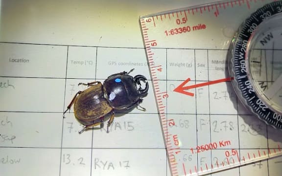 A stag beetle is on a clipboard with a set of measurements written on it. It is next to a ruler. It has a blue and white dot of marker on it.