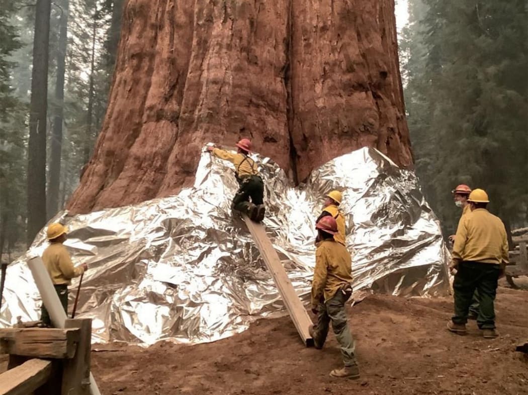 Wildland firefighters wrap giant sequoias in the Sequoia National Park to try and protect them from wildfires.