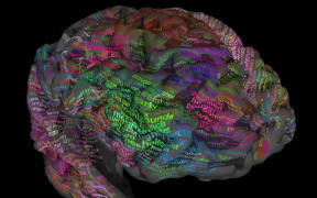 The Brain Dictionary