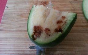 A feijoa grown in Devonport in Auckland which has been affected by guava moth larva.