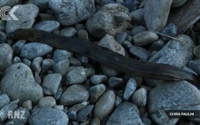 Record breaking temperatures blamed for fish deaths in Kapiti