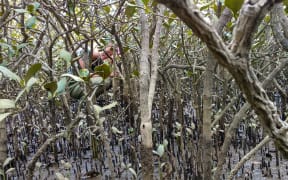 Dense mangrove forests can be tricky to navigate!