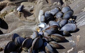 Paua, mussels and kina are at risk.
