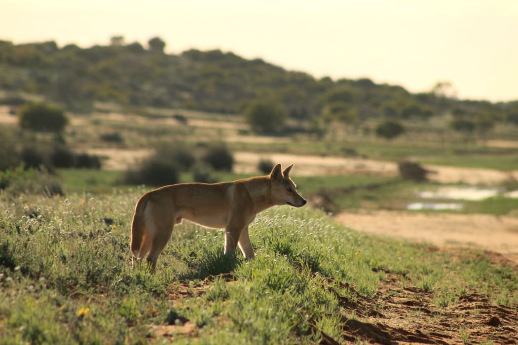 An Australian dingo