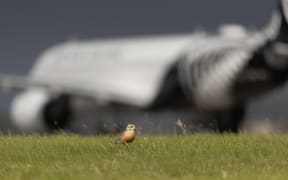 A tūturiwhatu New Zealand Dotterel blissfully unfazed by an Air NZ plane landing in the background at Auckland Airport.