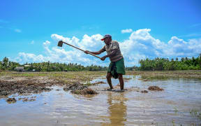 A farmer works on a paddy field in Tissamaharama, Sri Lanka, on 23 April, 2022.