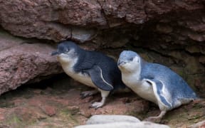 Kororā, or white-flippered penguins have been on the property of a Banks Peninsula farming family in Flea Bay for years.