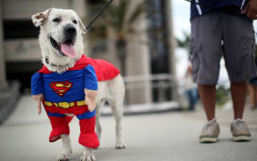 SAN DIEGO, CA - JULY 19: Beckham the dog sports a Superman costume during Comic Con on July 19, 2013 in San Diego, California. The Comic Con International Convention is the world's largest comic and entertainment event and hosts celebrity movie panels, a trade floor with comic book, science fiction and action film-related booths, as well as artist workshops and movie premieres.   Sandy Huffaker/Getty Images/AFP (Photo by Sandy Huffaker / GETTY IMAGES NORTH AMERICA / Getty Images via AFP)