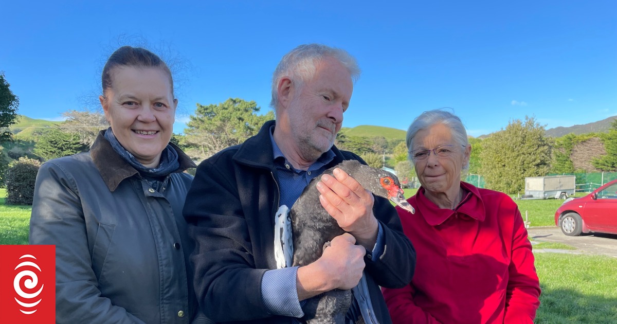 Woman saves muscovy duck from uncertain fate at Basin Reserve - Vimarsana News