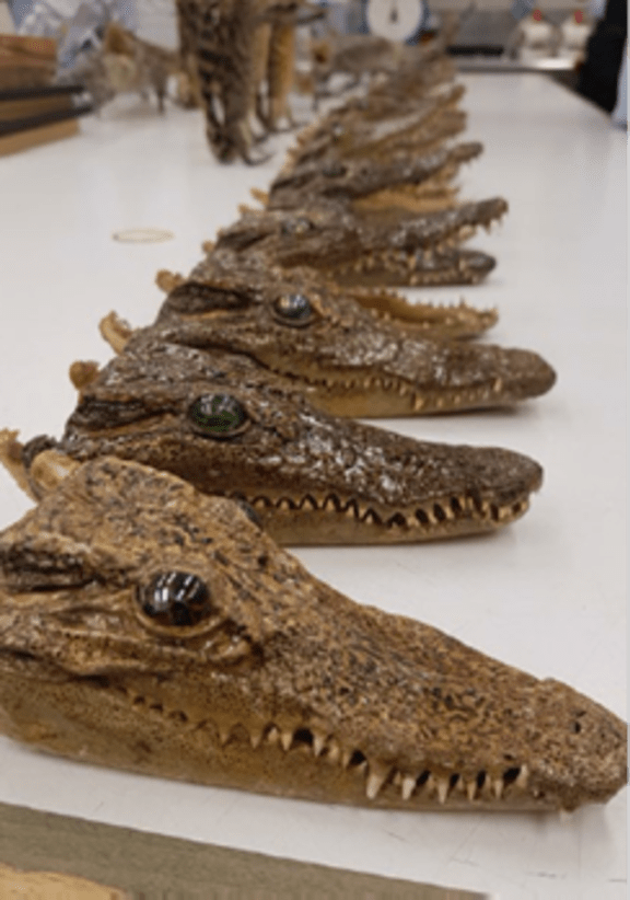 More than 40 stuffed crocodile ornaments were found in a baggage search of a group of passengers.