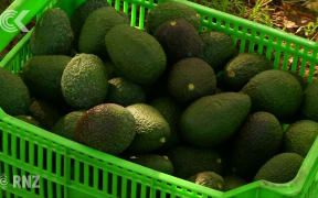 US faces avocado shortage is Trump closes Mexico border