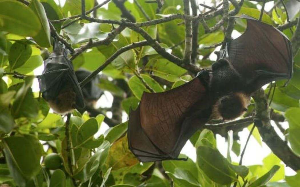 American Samoa Fruit Bats.