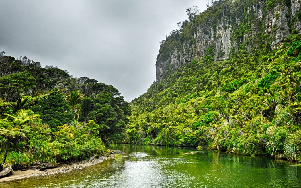 Pororari River Track in Paparoa National Park in the New Zealand