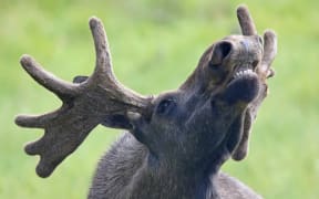 roaring moose