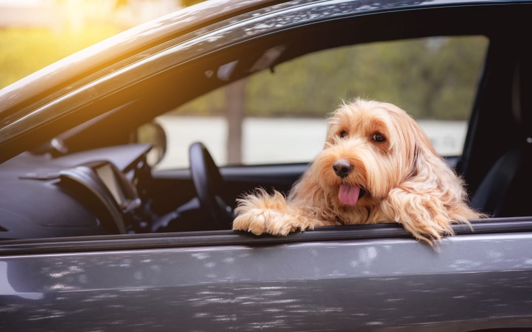 SPCA warns against leaving dogs in cars as weather heats up RNZ News