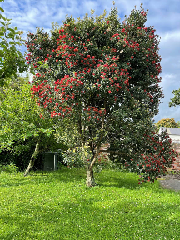 In praise of the pohutukawa (and rata) | RNZ