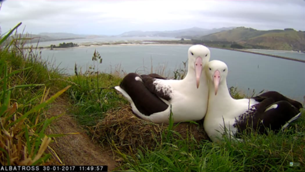 mosca del día mundial del albatros