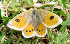 Female Tussock Ringlet Butterfly