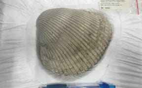 Enormous prehistoric cockle unearthed during the Central Interceptor project