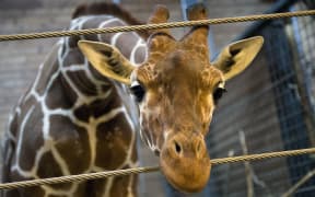 Marius the giraffe who was shot dead and autopsied in the presence of visitors to the gardens at Copenhagen zoo on February 9.