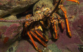 Large crayfish are capable of eating quite large sea urchins, and are effective at controlling sea urchin populations.