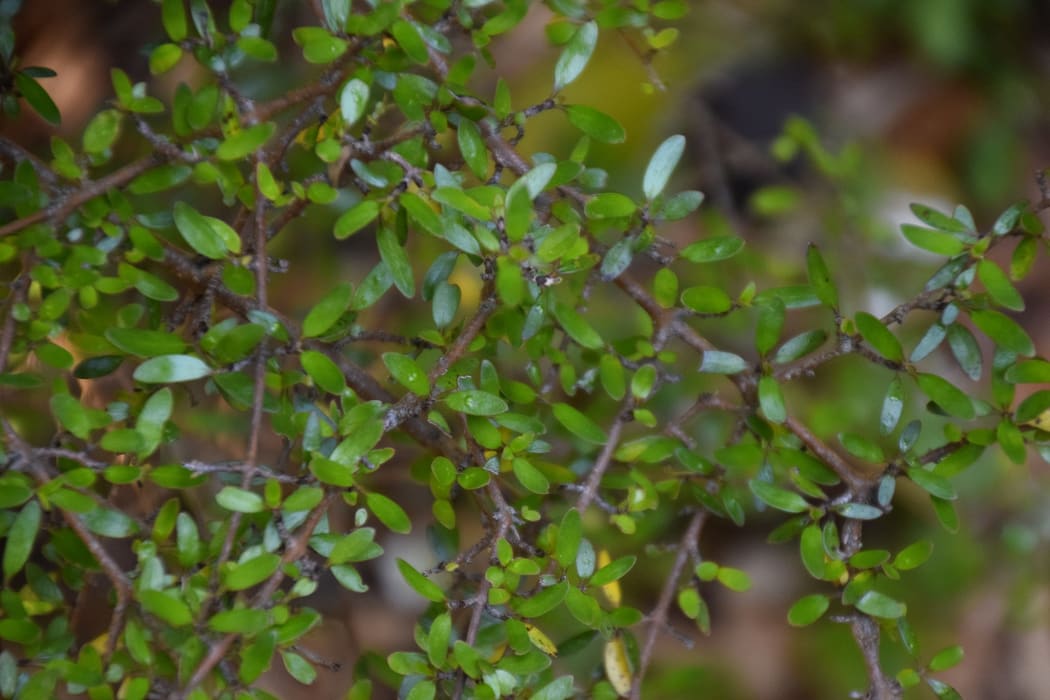 Ice Age or moa browsing? Why NZ has so many weird and wiry plants - RNZ