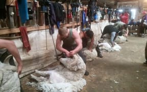 Jacob Moore from Marton is part of a group of about 60 young shearers who follow the summer seasons for work.