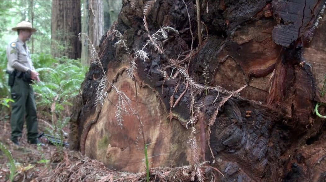 Poachers have chopped the burr (burl) from the base of this redwood.