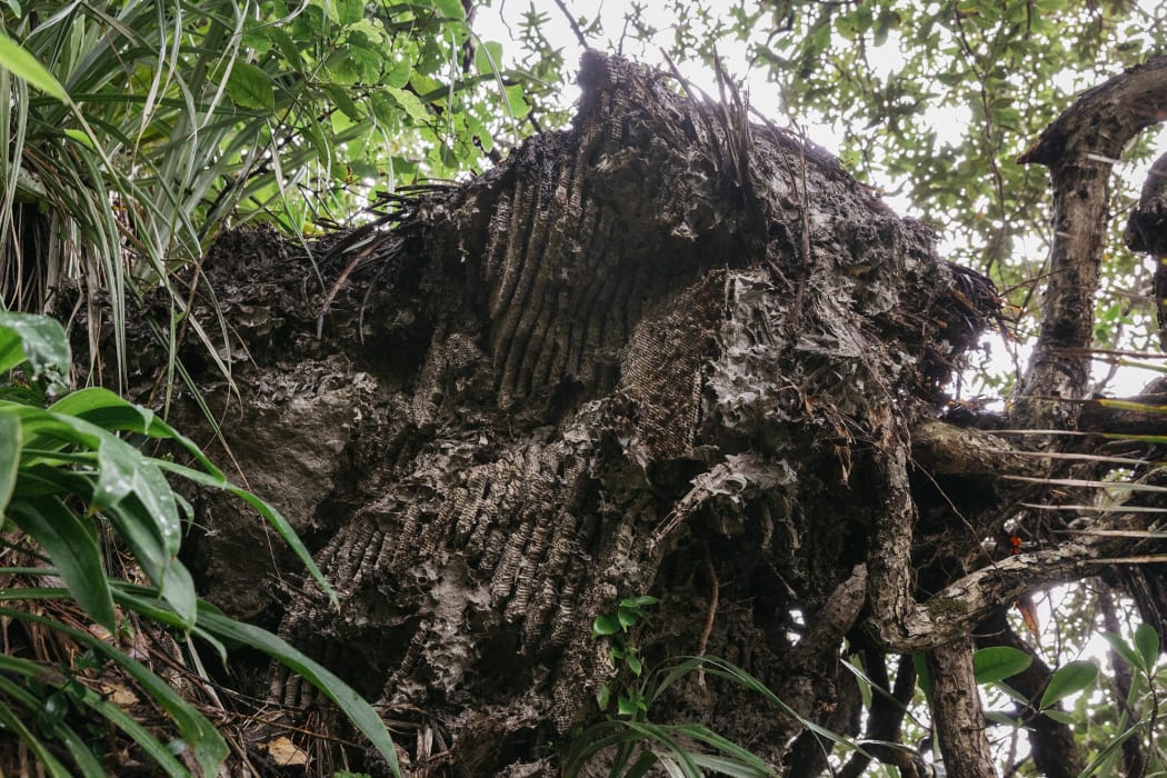 Giant wasp nest took two years to reach final size | RNZ News