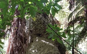 A humungous wasp nest near Lake Rotorua
