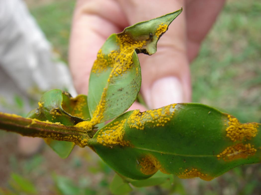 Myrtle rust can threaten plants including pohutukawa, manuka and feijoa trees.