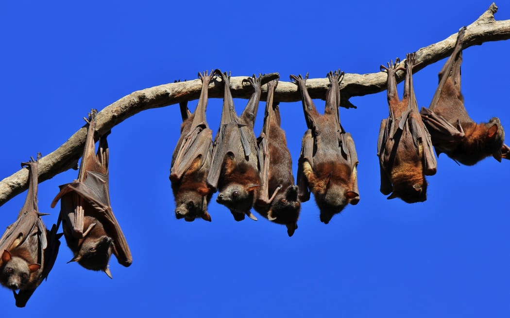 Fruit bats in Australia.