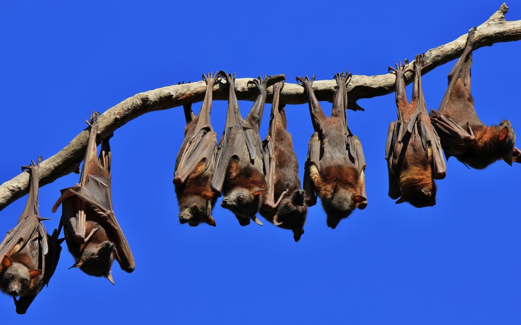 Bat attack alert issued as heat hits NSW RNZ News
