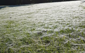 Spiderwebs have covered gardens in the Coromandel, after the recent flooding in the region.